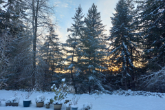20211229_161130 - Evening Sky In Snowy Olympia