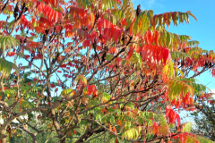 20221020_171310 - Puget Island Fall Colors